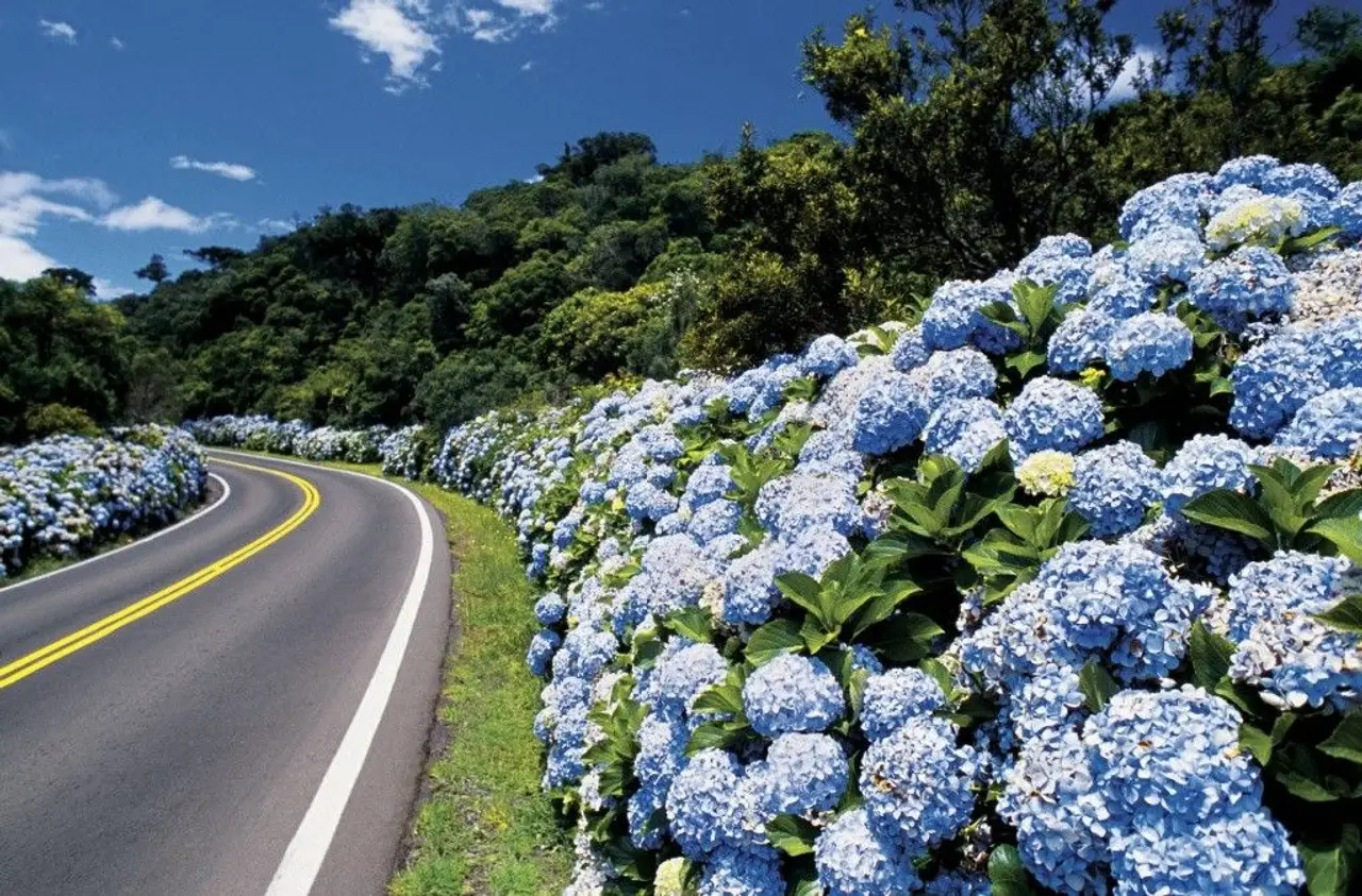 Gramado com Flores: O Guia de quem Vive e Ama a Estação das Hortênsias (2026)